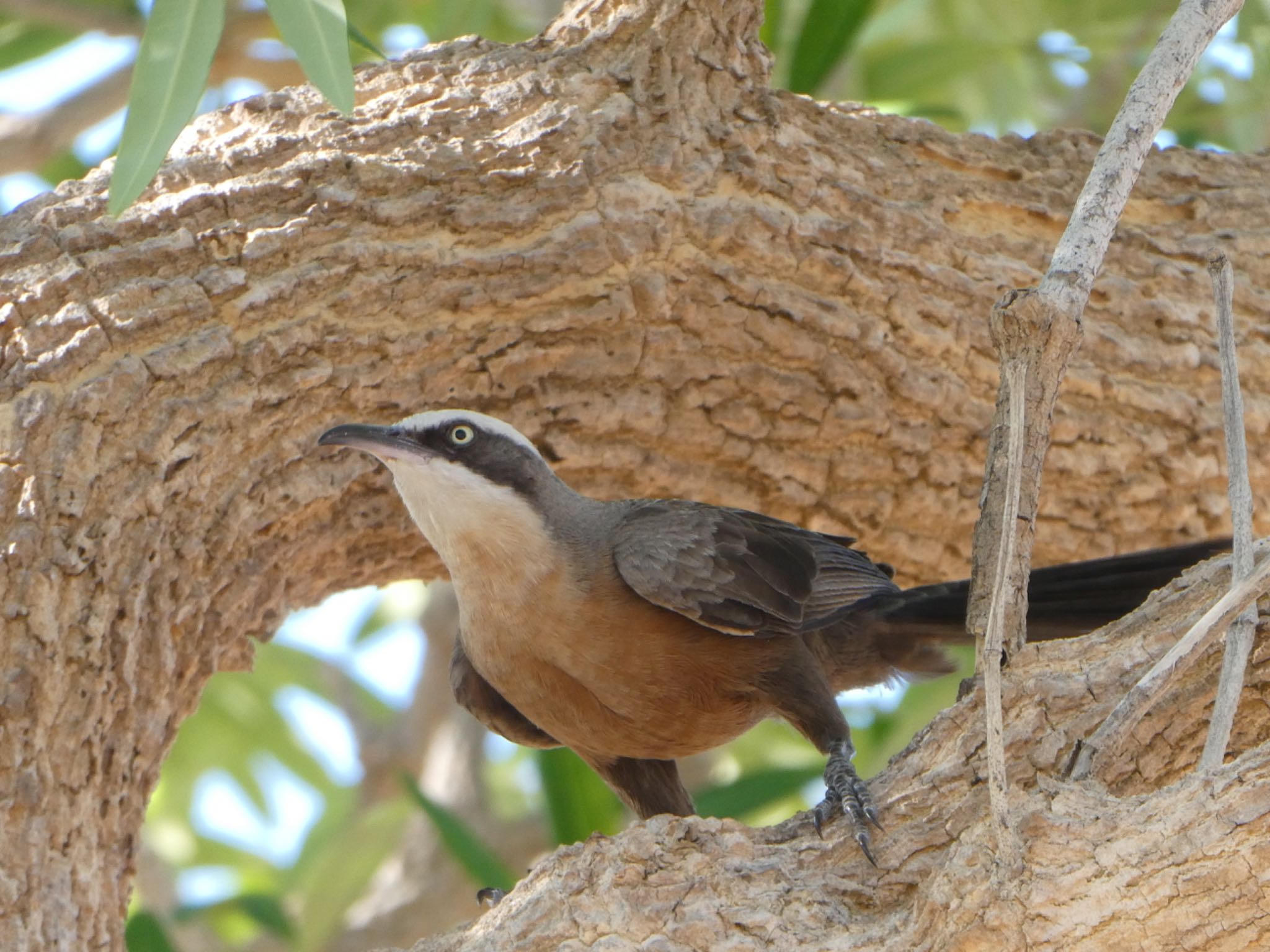 Casuarina Coastal Reserve オーストラリアマルハシの写真 by Maki