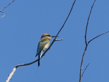 Rainbow Bee-eater Casuarina Coastal Reserve Tue, 5/18/2021