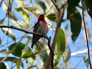 Scarlet Myzomela Ku-ring-gai Wildflower Garden Sat, 5/15/2021