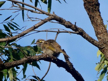 Yellow-faced Honeyeater Australian Botanic Garden(Mt Annan) Sat, 5/8/2021