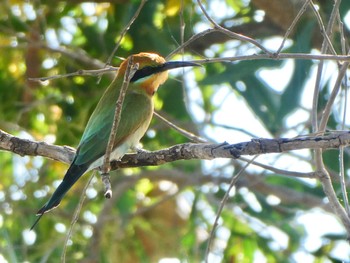 ハチクイ Casuarina Coastal Reserve 2021年5月18日(火)