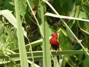 Crimson Finch Casuarina Coastal Reserve Tue, 5/18/2021