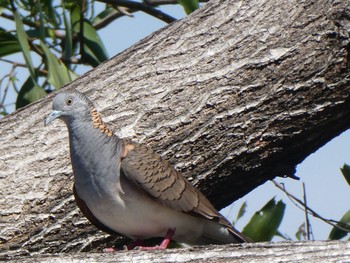 ベニカノコバト Casuarina Coastal Reserve 2021年5月18日(火)