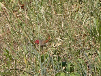 Crimson Finch Casuarina Coastal Reserve Tue, 5/18/2021