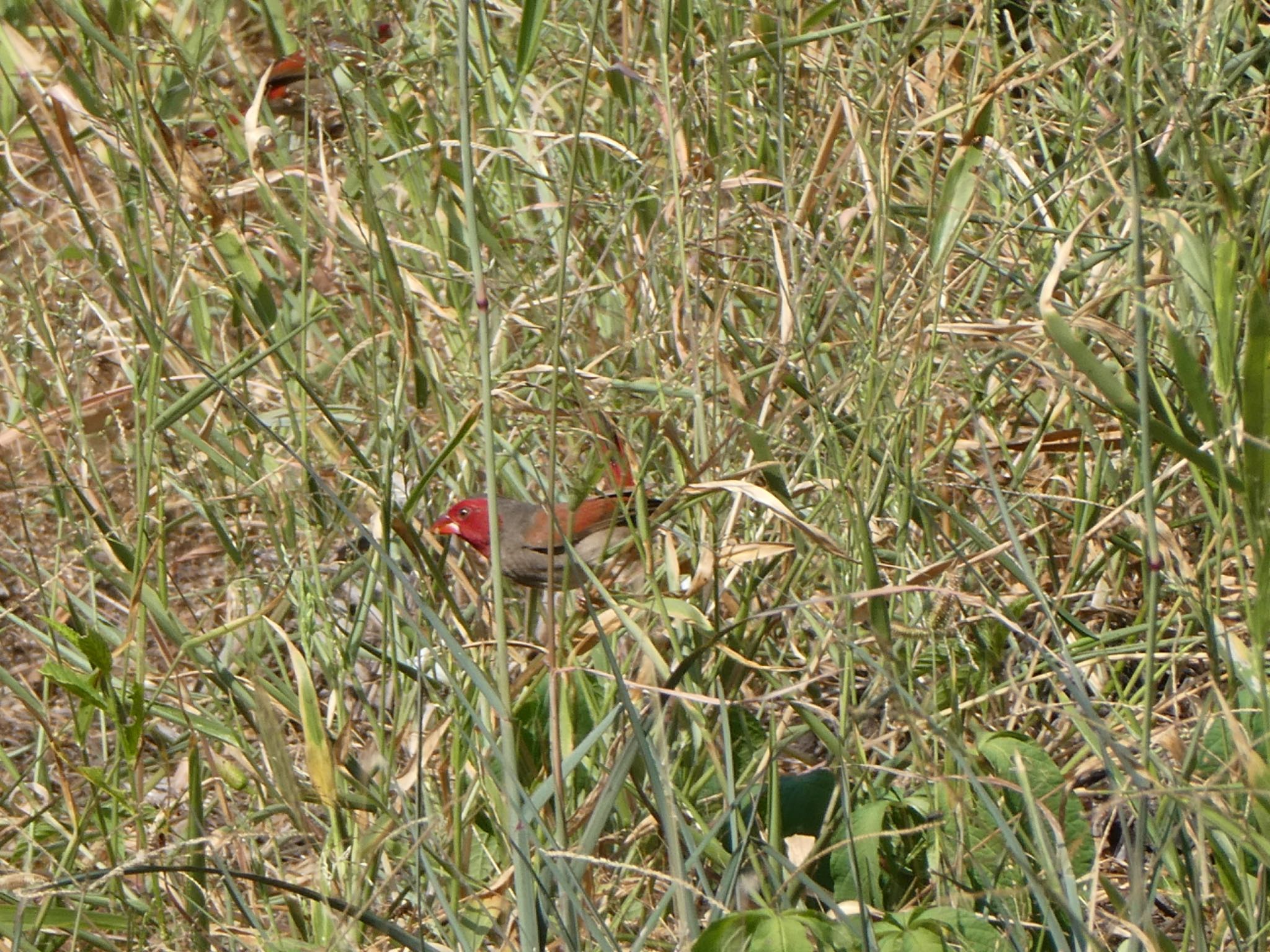 Photo of Crimson Finch at Casuarina Coastal Reserve by Maki