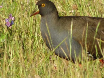 Black-tailed Nativehen