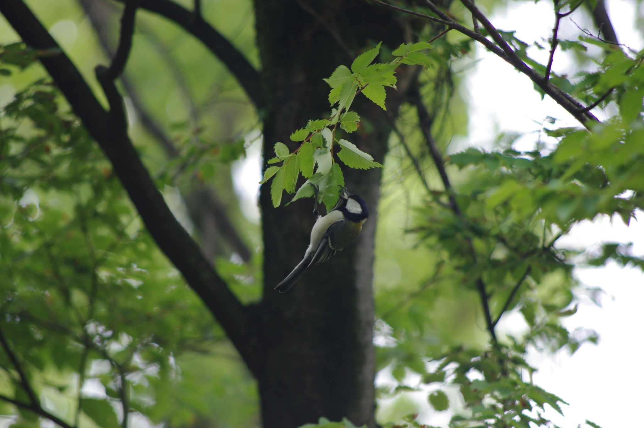 シジュウカラ