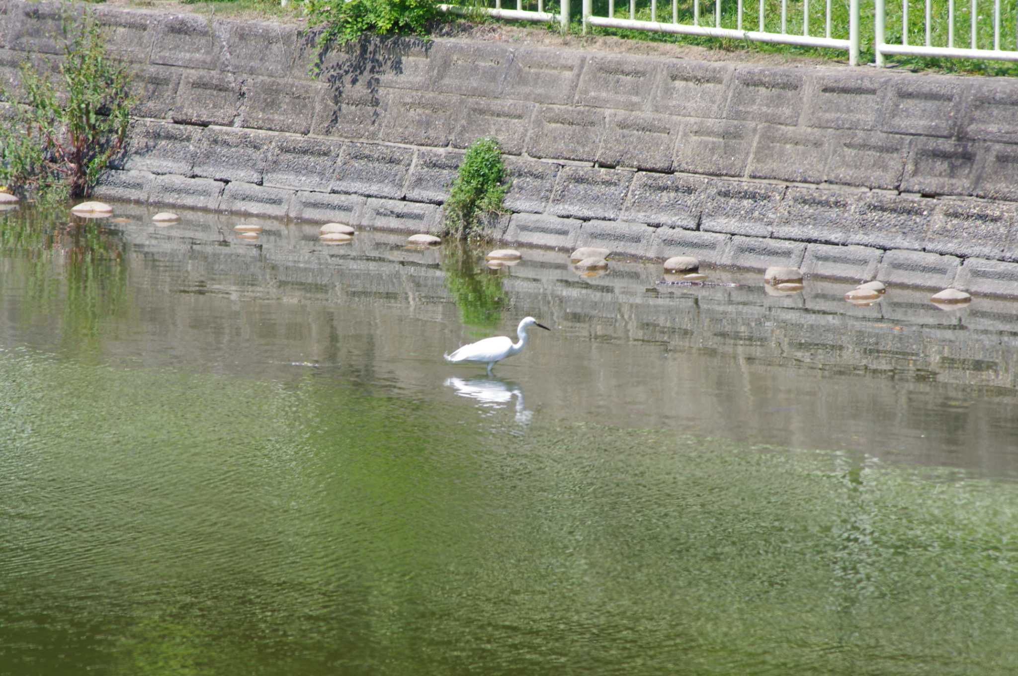 長居公園 コサギの写真 by アカウント10297