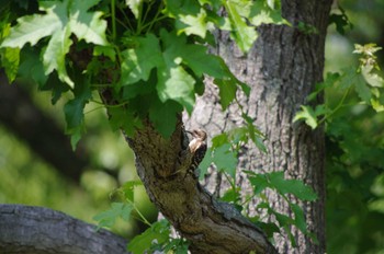 2022年5月22日(日) 長居公園の野鳥観察記録