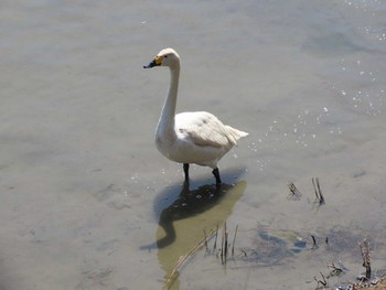 コハクチョウ 米子水鳥公園 2022年4月9日(土)