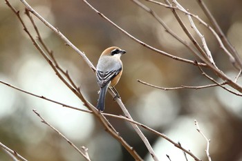 モズ 八王子 2017年12月18日(月)