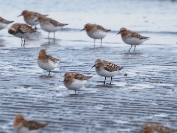 トウネン ふなばし三番瀬海浜公園 2022年5月22日(日)