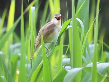 オオヨシキリ 北本自然観察公園 2022年5月5日(木)