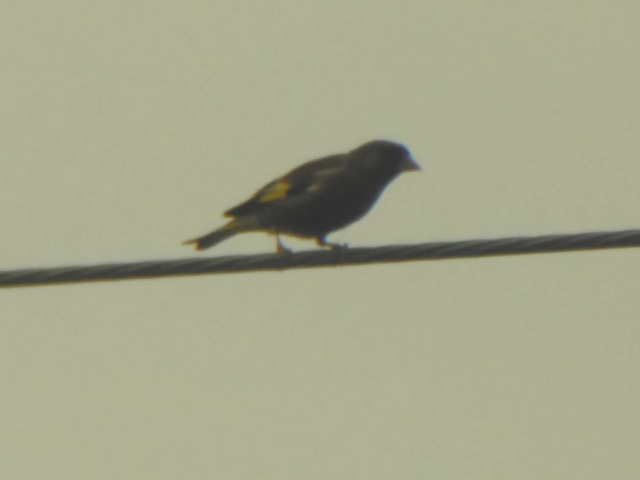 Grey-capped Greenfinch