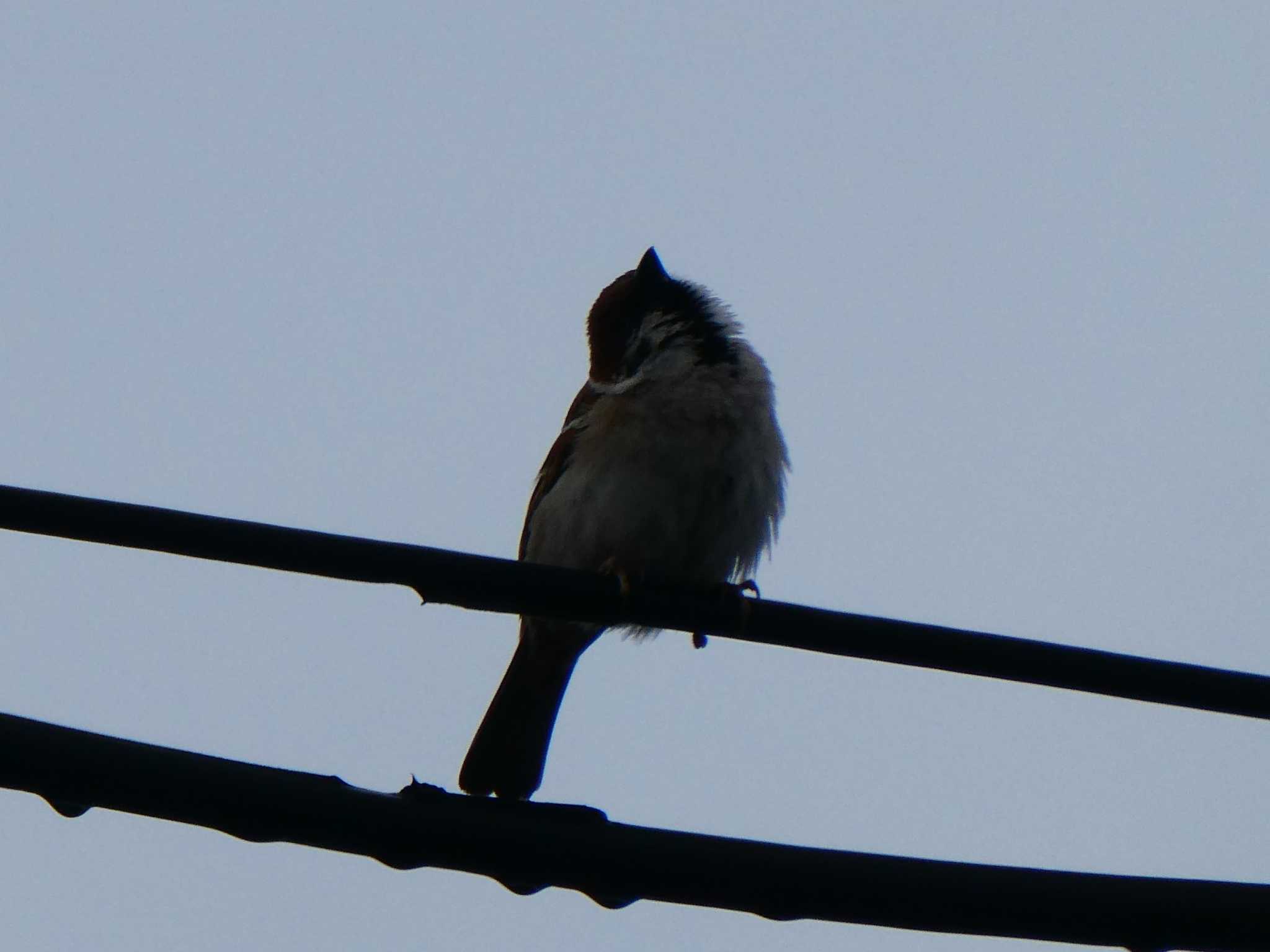 Eurasian Tree Sparrow