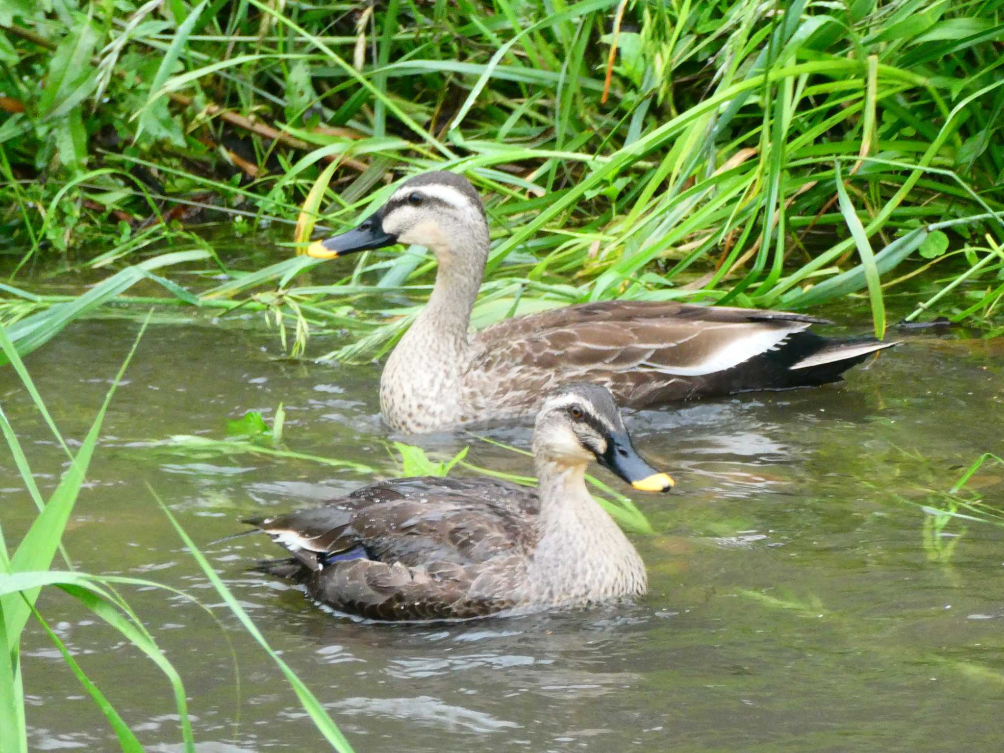 平戸永谷川(横浜市) カルガモの写真 by 塩昆布長