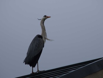 Grey Heron 平戸永谷川(横浜市) Sat, 5/21/2022