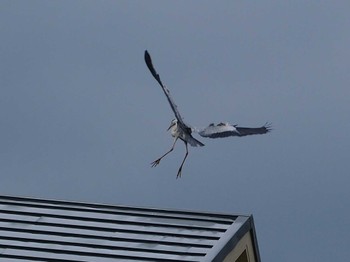 Grey Heron 平戸永谷川(横浜市) Sat, 5/21/2022