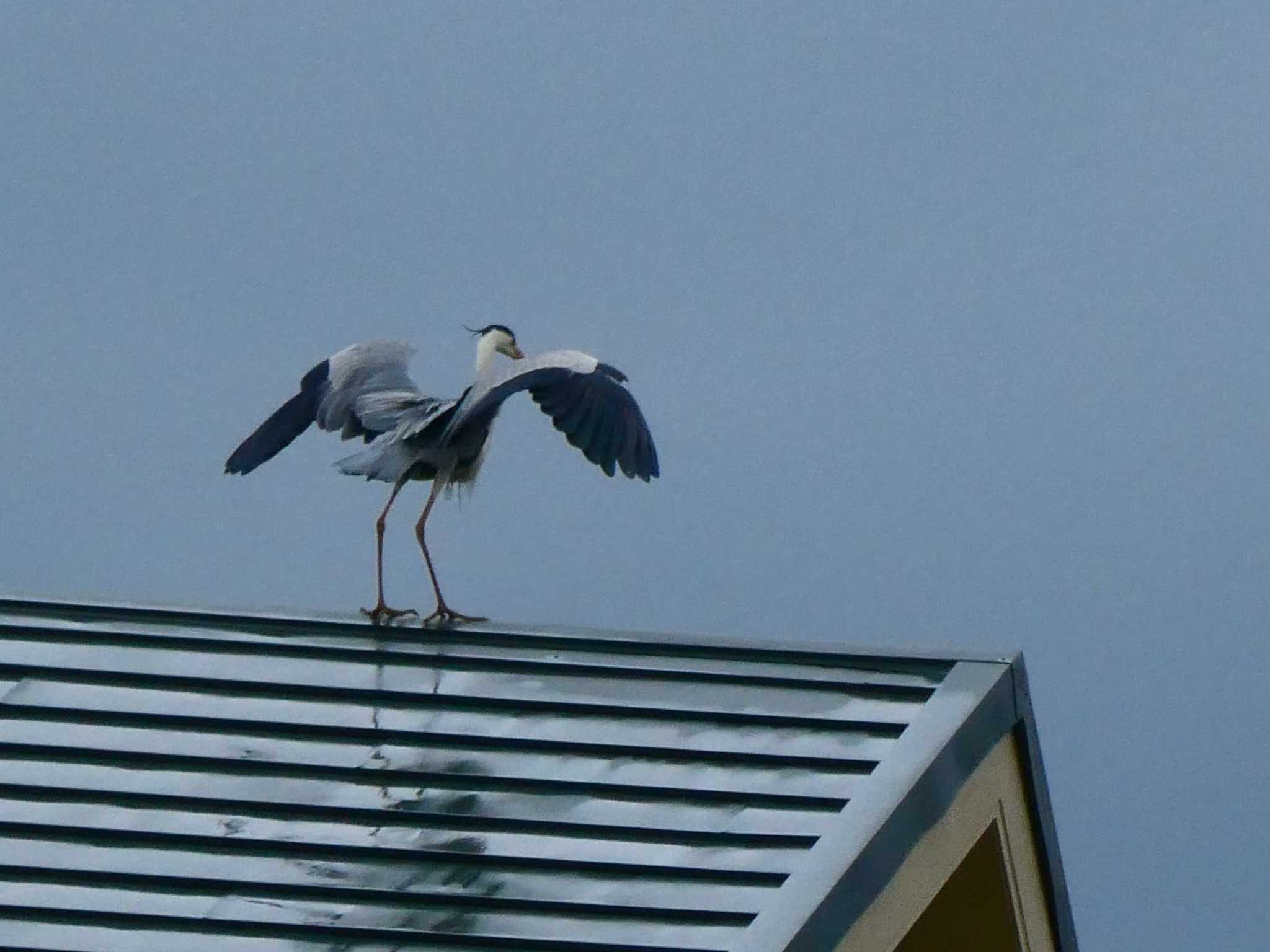 Grey Heron