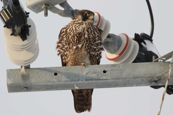 Peregrine Falcon 北海道 函館市 函館空港脇 Mon, 12/18/2017