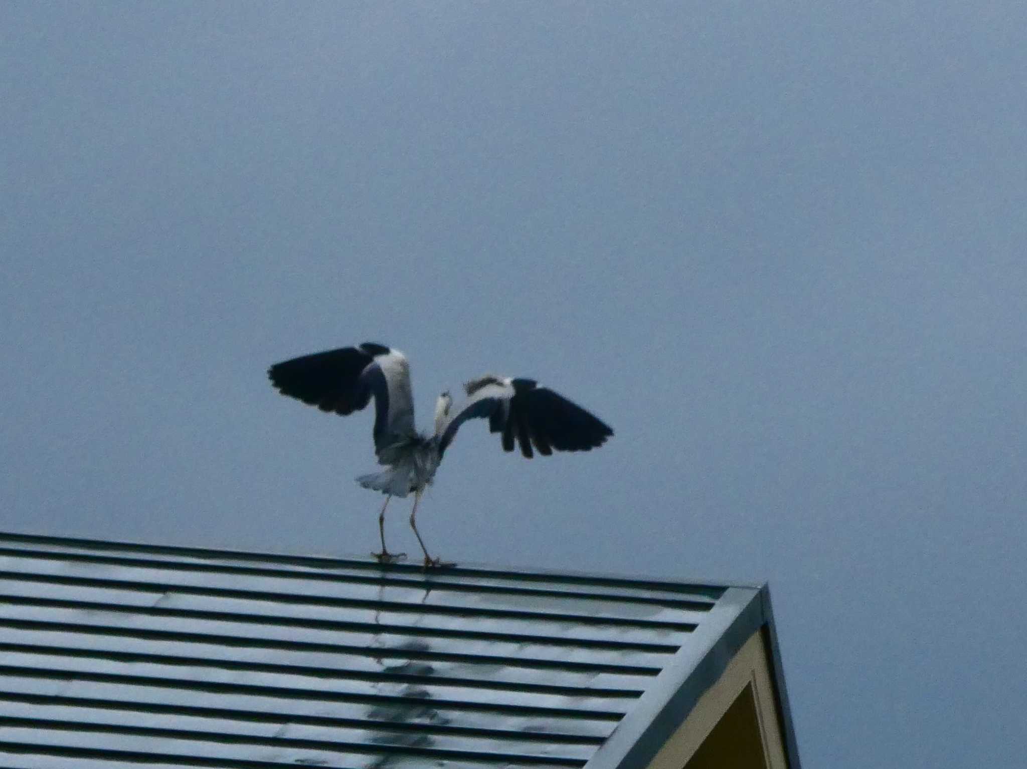 Grey Heron