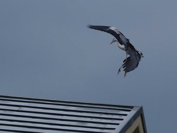 Sat, 5/21/2022 Birding report at 平戸永谷川(横浜市)