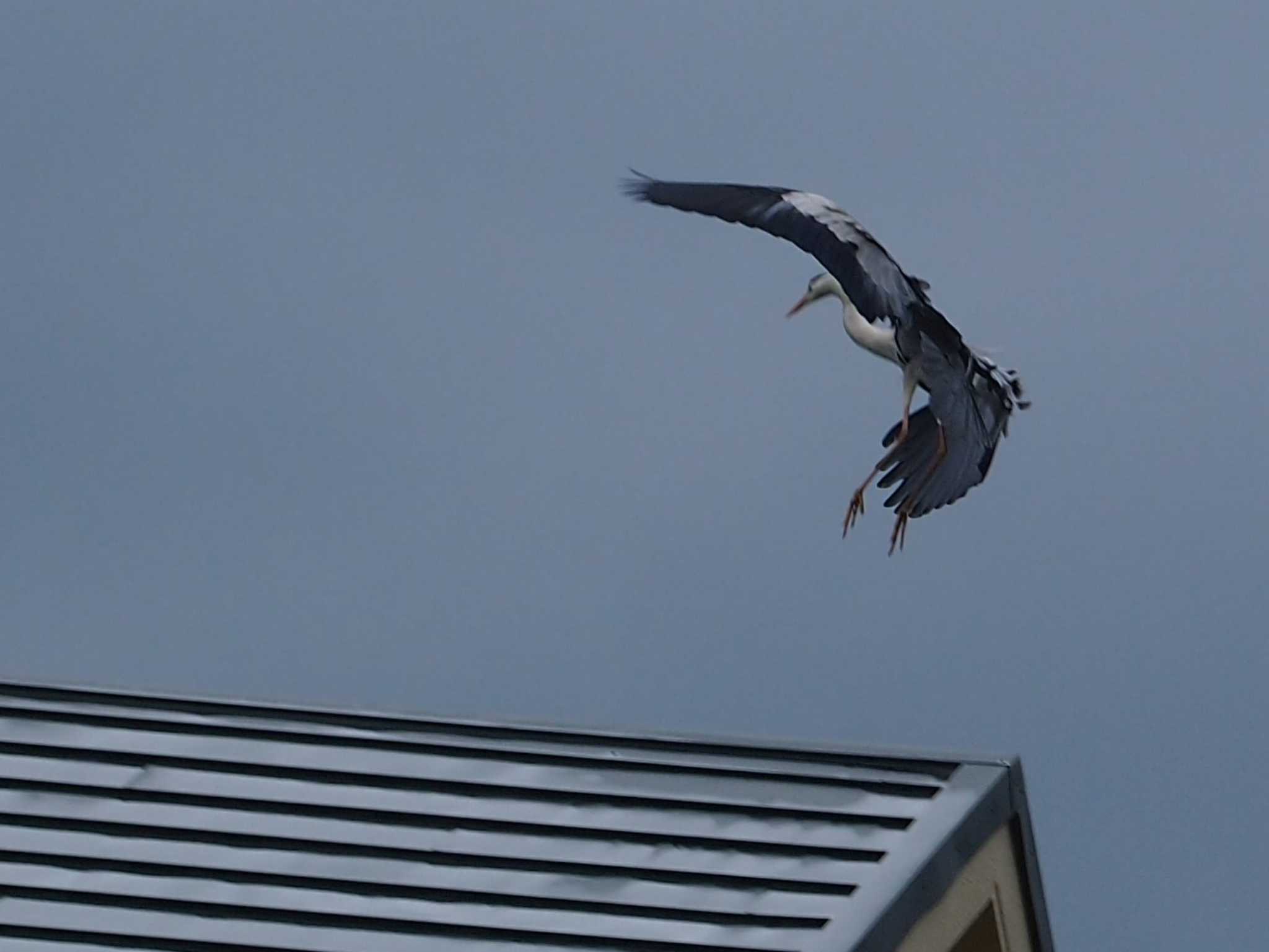 Photo of Grey Heron at 平戸永谷川(横浜市) by 塩昆布長