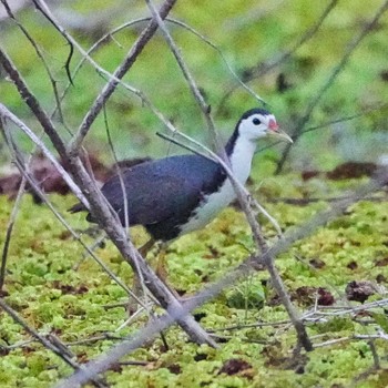 Fri, 5/20/2022 Birding report at Wat Phra Gam, Ayutthaya