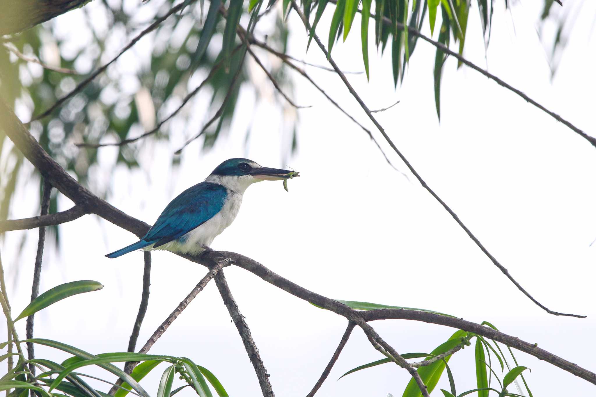 Collared Kingfisher