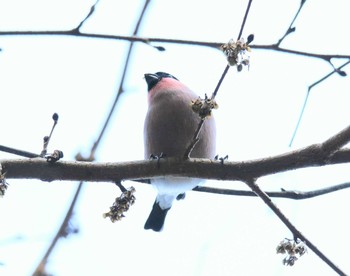 Eurasian Bullfinch(rosacea) 神奈川県 Sun, 12/17/2017