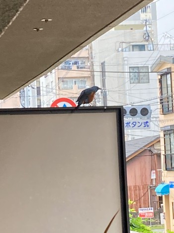 Mon, 5/23/2022 Birding report at 熊本市 住宅街