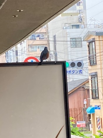 Blue Rock Thrush 熊本市 住宅街 Mon, 5/23/2022