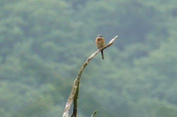 Mon, 5/23/2022 Birding report at 南阿蘇ビジターセンター