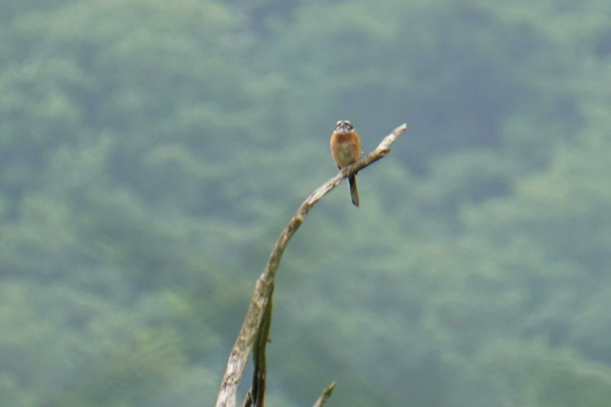 Meadow Bunting