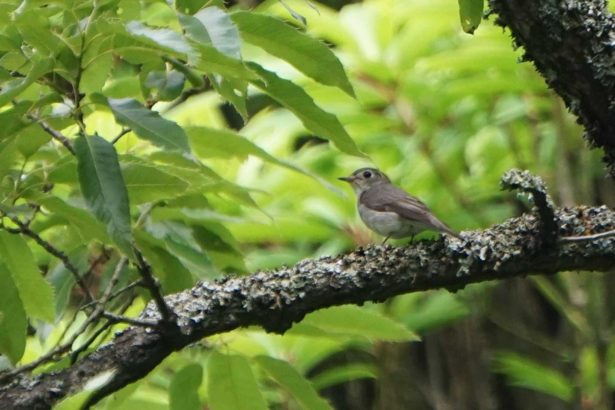 Asian Brown Flycatcher