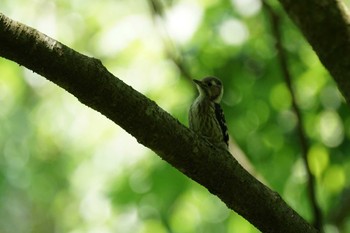 Japanese Pygmy Woodpecker 宍道ふるさと森林公園 Mon, 5/23/2022