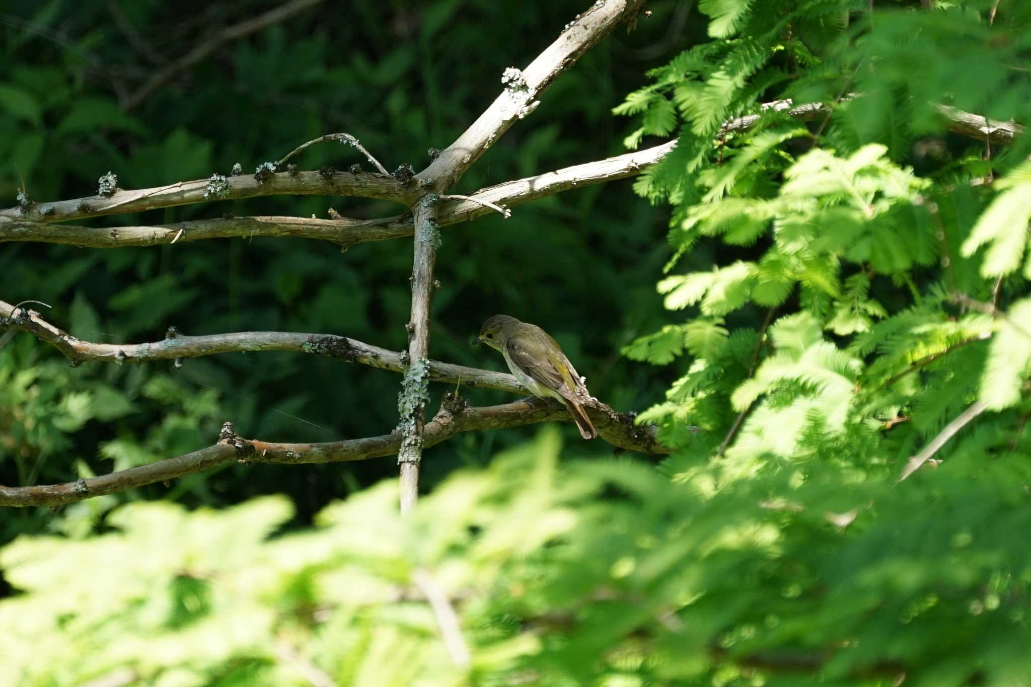 Photo of Narcissus Flycatcher at 宍道ふるさと森林公園 by ひらも