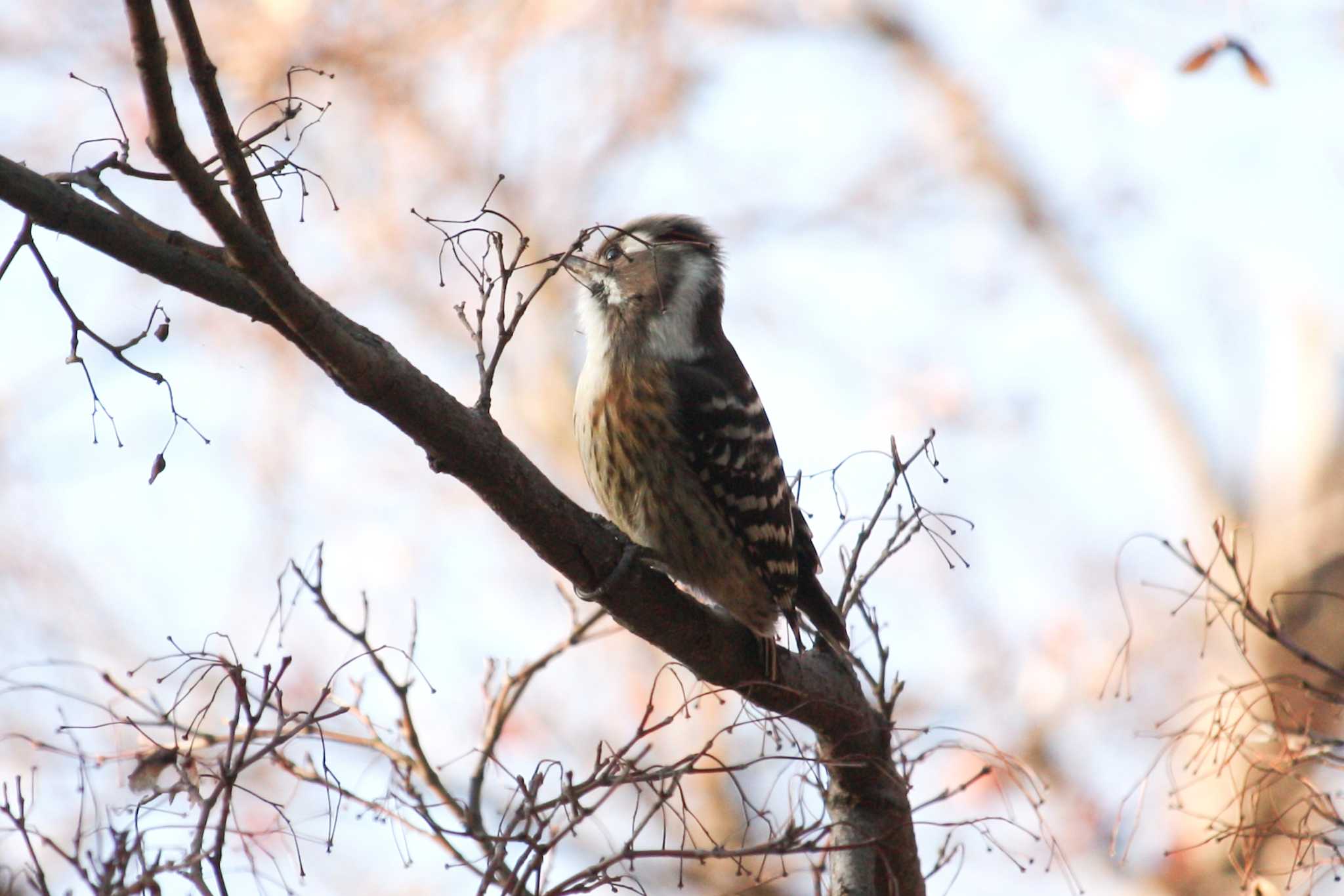 Japanese Pygmy Woodpecker