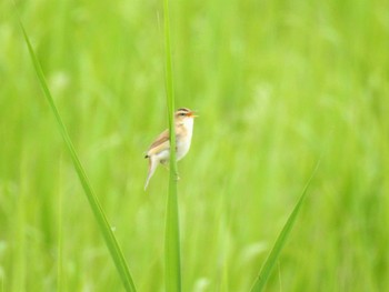 Black-browed Reed Warbler Watarase Yusuichi (Wetland) Sat, 5/21/2022