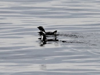 Japanese Murrelet 函館港 Sun, 5/16/2021