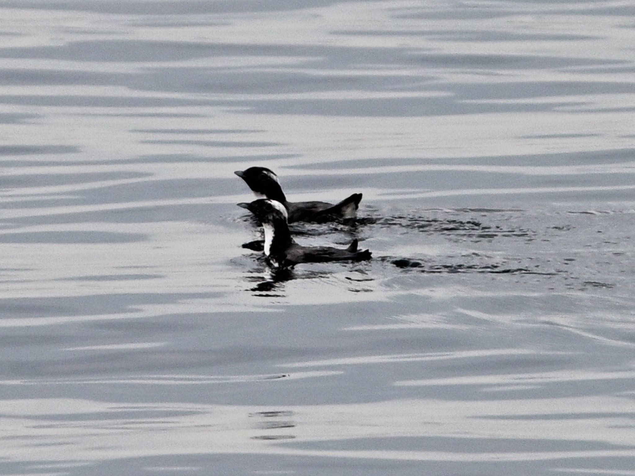 Photo of Japanese Murrelet at 函館港 by アカウント5227