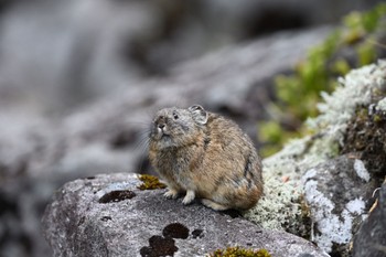 未同定 大雪山国立公園(北海道) ナキウサギ 2021年5月15日(土)