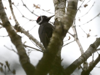 Black Woodpecker Tomakomai Experimental Forest Sun, 5/16/2021