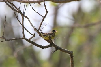 Masked Bunting 長都沼(千歳市) Mon, 5/23/2022