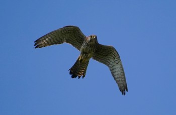 2022年5月23日(月) 恩智川治水緑地の野鳥観察記録