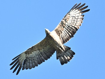 Crested Honey Buzzard 奥日光山王峠登山口 Fri, 9/10/2021