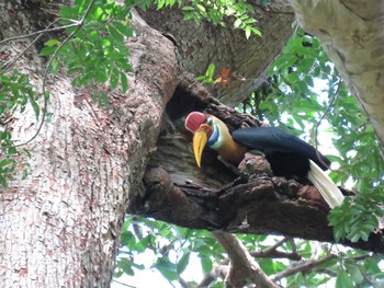 Knobbed Hornbill