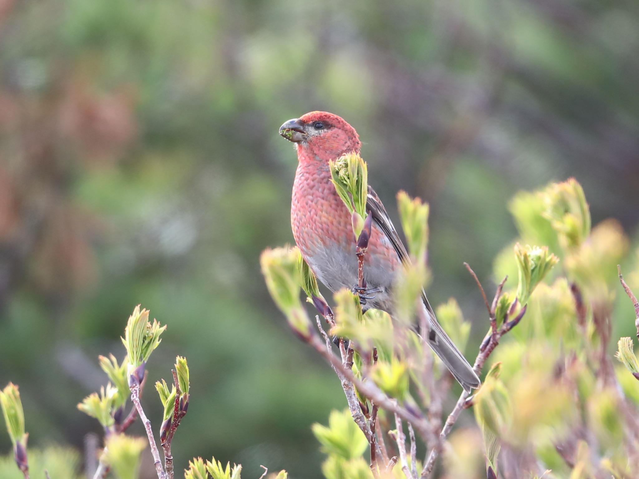 Photo of Pine Grosbeak at Asahidake by アカウント5227