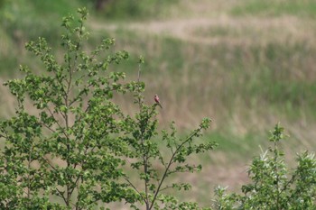 Siberian Long-tailed Rosefinch 舞鶴遊水地 Mon, 5/23/2022