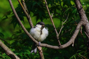 Japanese Tit 檜町公園(東京ミッドタウン) Mon, 5/23/2022